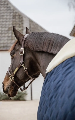 kentucky derka stajenna 100g granat