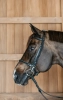 Dy'on ogłowie Plaited Training Working
