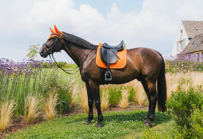 czaprak ujeżdżeniowy kentucky diamond rope pomarańczowy