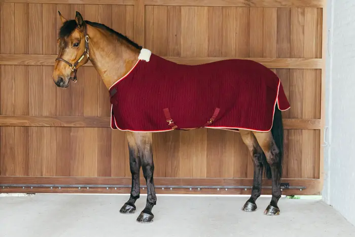 kentucky derka cooler bordowa