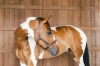 ref. 42507.webp