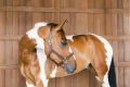 ref. 42507.webp