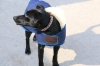 kentucky dog coat