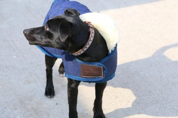 kentucky dog coat