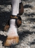 Kentucky Ochraniacze Moonboots brązowe