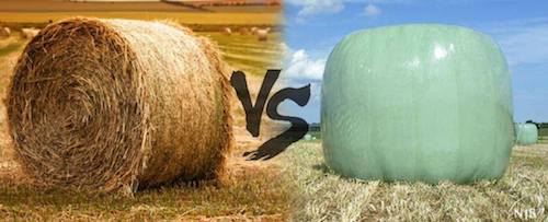 Siano vs. sianokiszonka